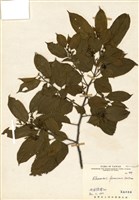 藏品(桶鉤藤)的圖片